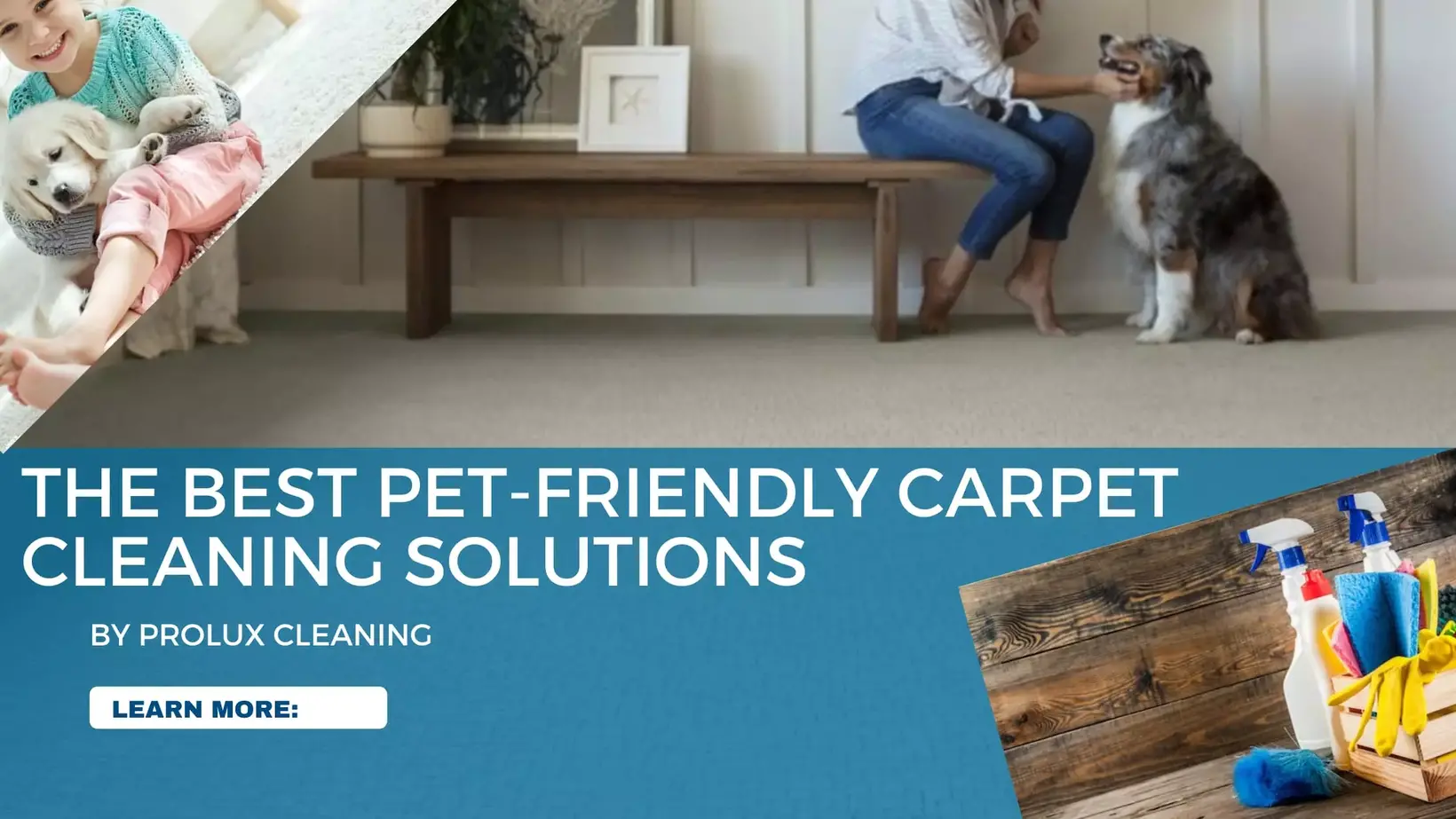 The Best Carpet Cleaner Solutions for Pets Prolux Cleaning