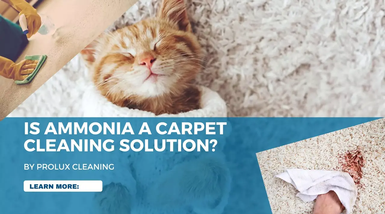 Ammonia carpet cleaning solutions