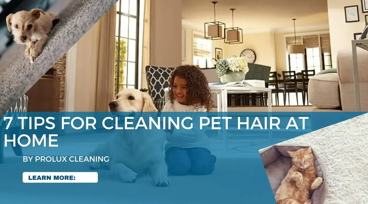 7 tips for cleaning pet hair at home