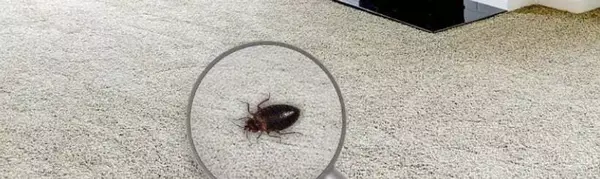 هل يمكنني إزالة عث الغبار من السجادة