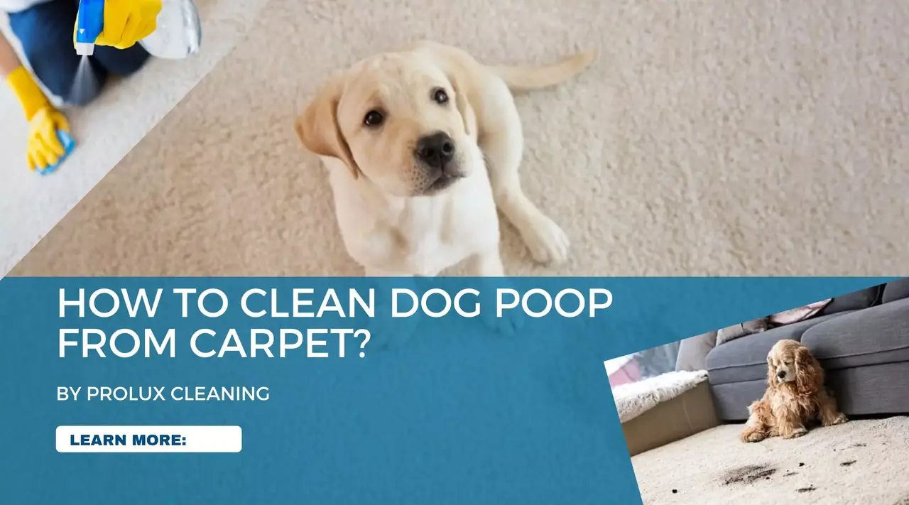 How to clean carpet dog poop