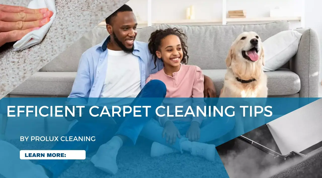 How to clean up the mess on the carpet after pets