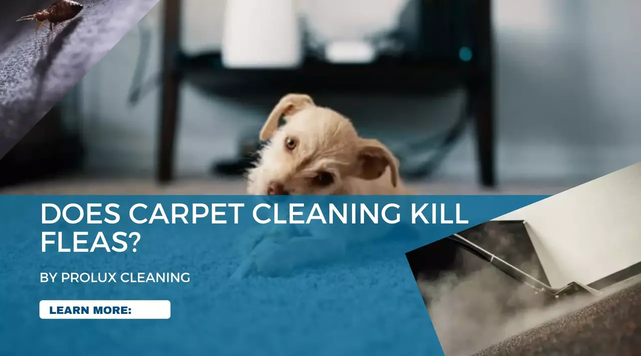 Does carpet cleaning kill fleas
