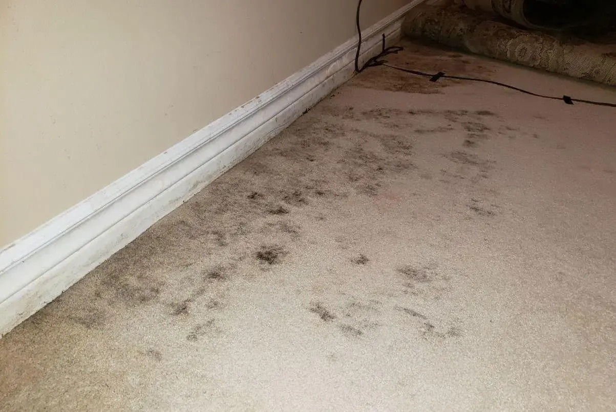 Can mould be in carpeting