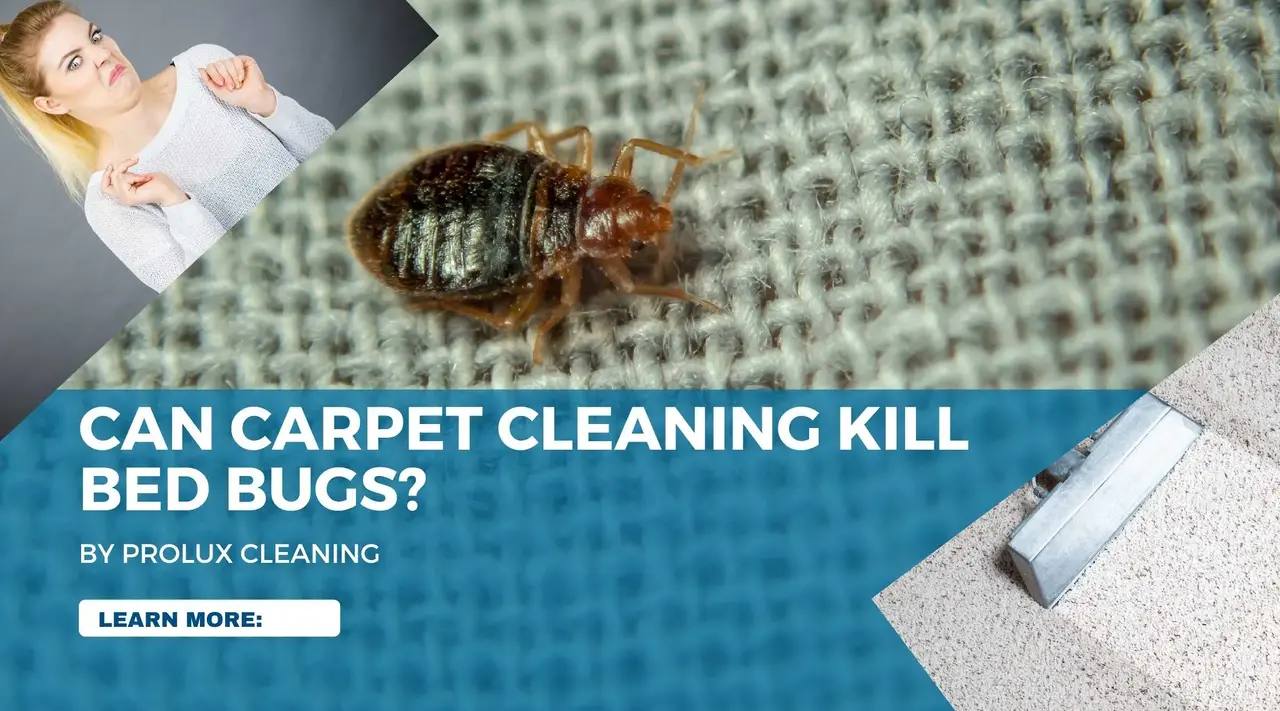 can carpet cleaning kill bed bugs banner