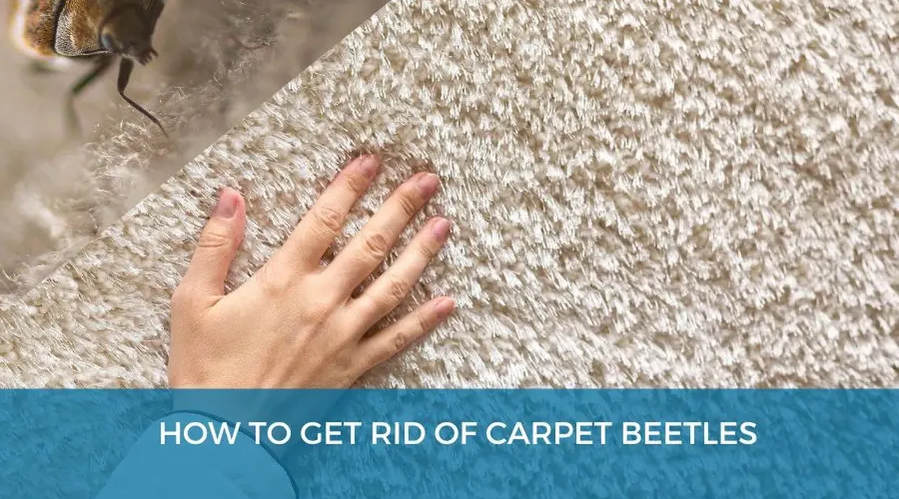 Effective Methods to Eliminate Carpet Beetles from Your Home